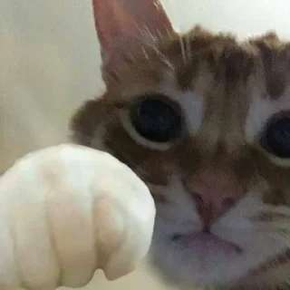 👊