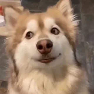 🐶