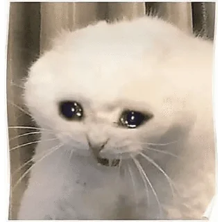 🐱