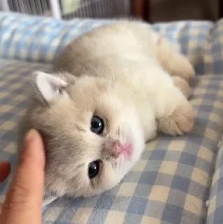 🐱