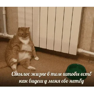 😺