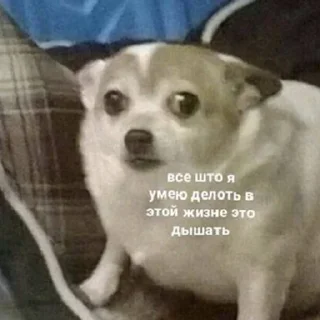 🐶