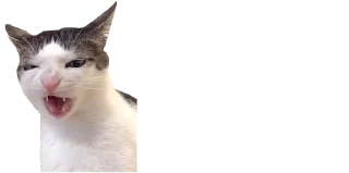 😼