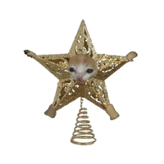 🐱