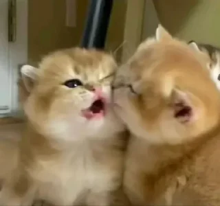 😘