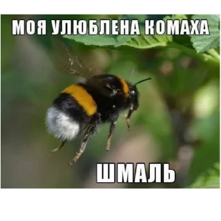 🐝