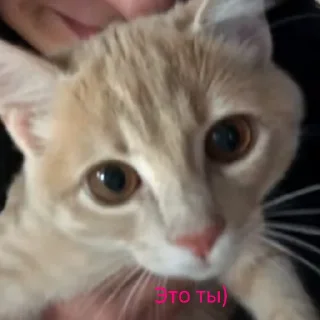 🐱