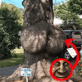 🍑