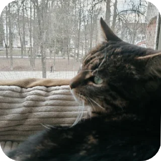 🐱