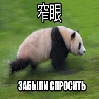 🐼