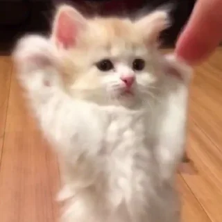 🙌