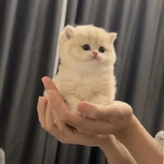 🐈