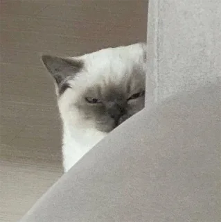 😠