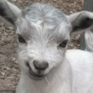 🐑
