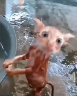 🌟