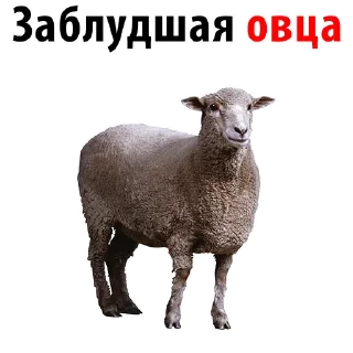 🐑