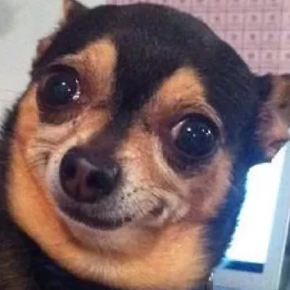 🐶