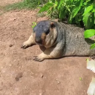 🦫