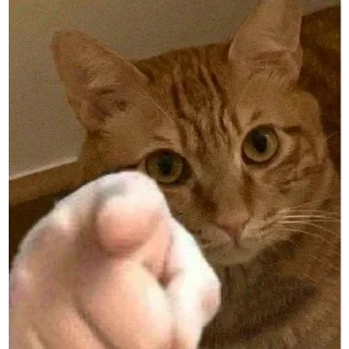 🫵
