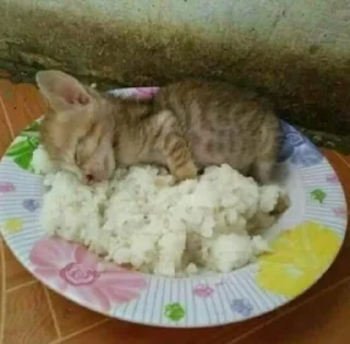 🍚