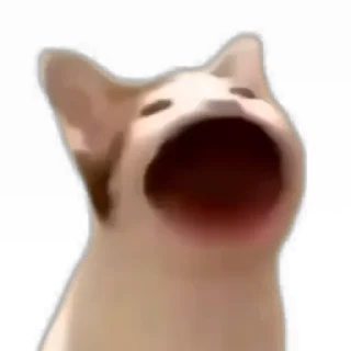 🐱