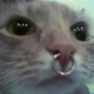 😼