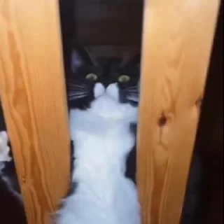 Котики @stickroom