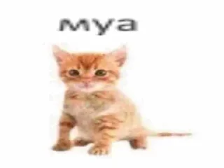 🐈