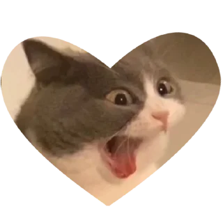 🙀