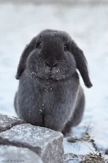 🐰