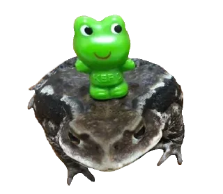 🐸