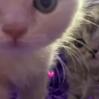 🌟