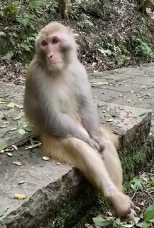 🐵