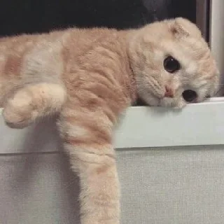 😺