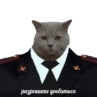 🙀