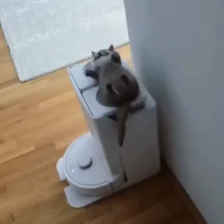 🐈