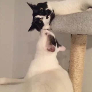 😘