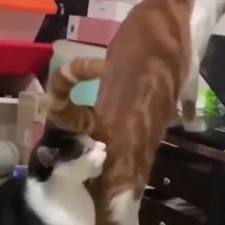 🐈