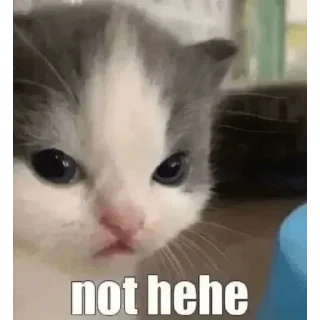 🤍