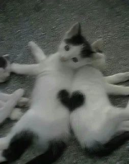 💖