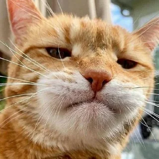 😺