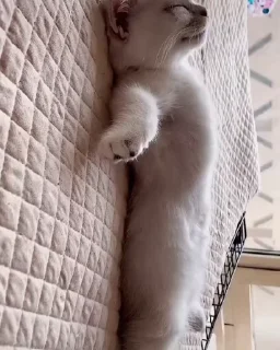 😴