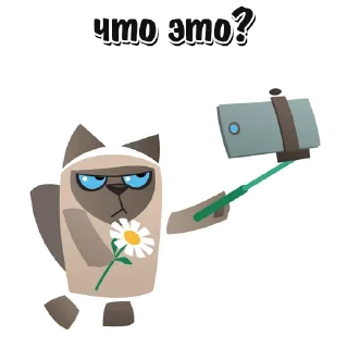 🐱
