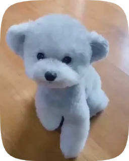 🐶