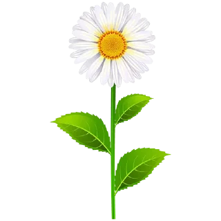 🌼