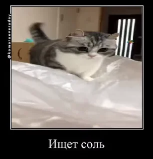 🧂