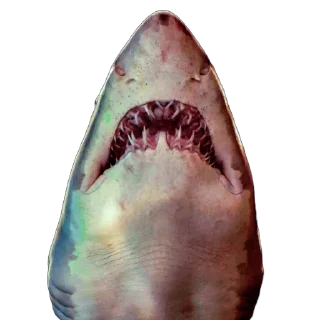 🦈