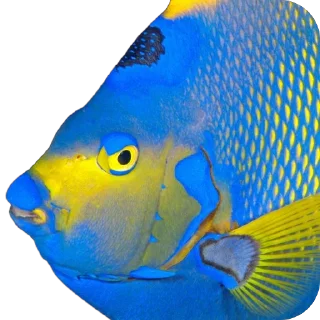 🐟