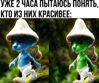 🐱