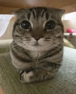 🌟